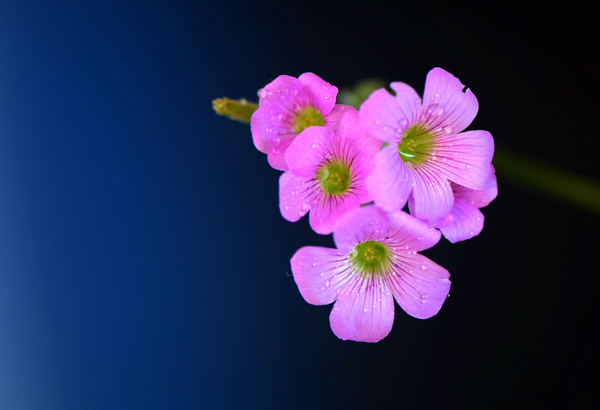 粉色酢浆草花