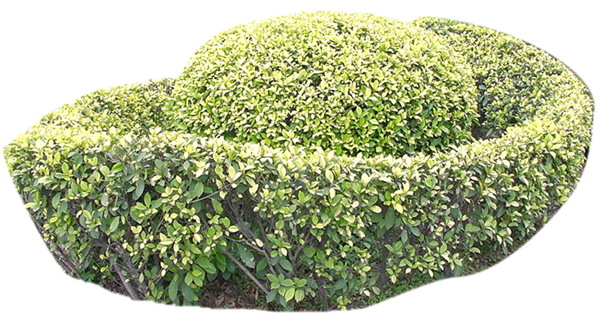 植物贴图素材JPG1190