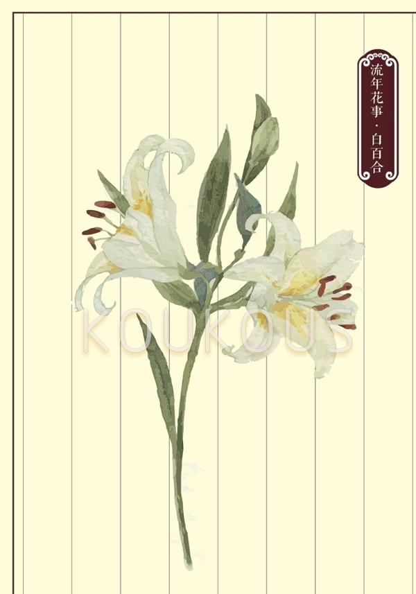 白百合花卉素材图片