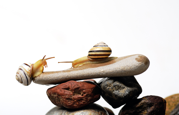 石头堆上的蜗牛