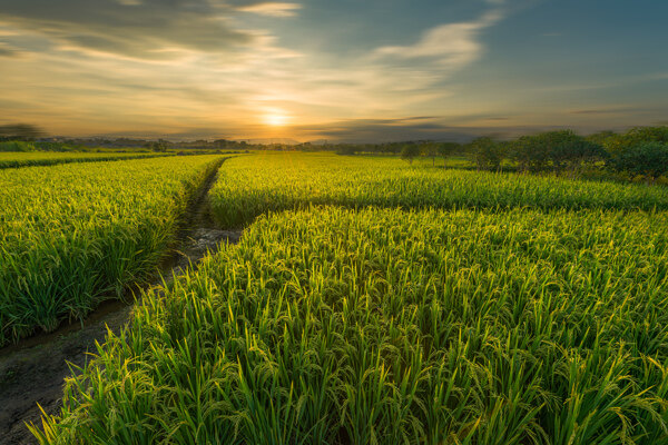 农田里的水稻图片
