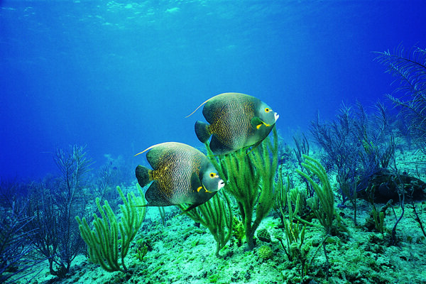 海洋生物