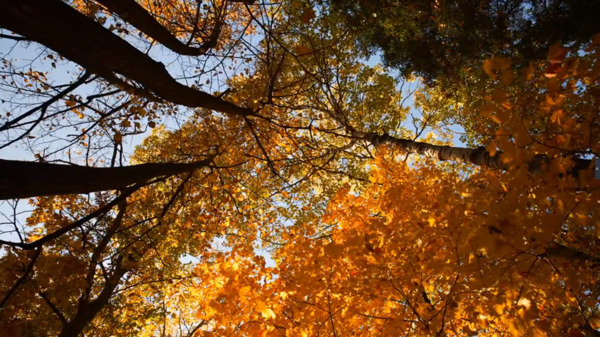 实拍秋季的天空风景视频素材含音频