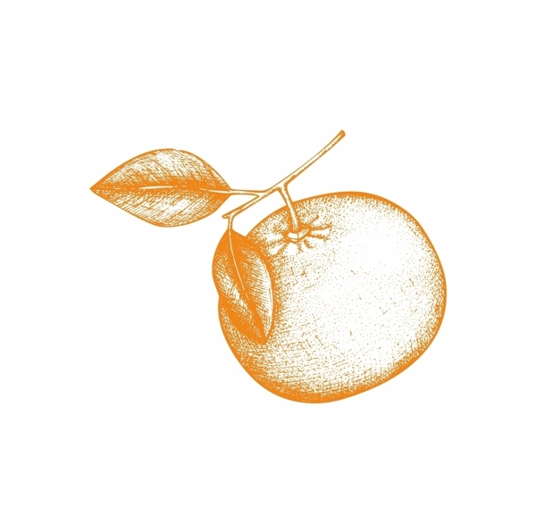 矢量手绘橘子柑橘
