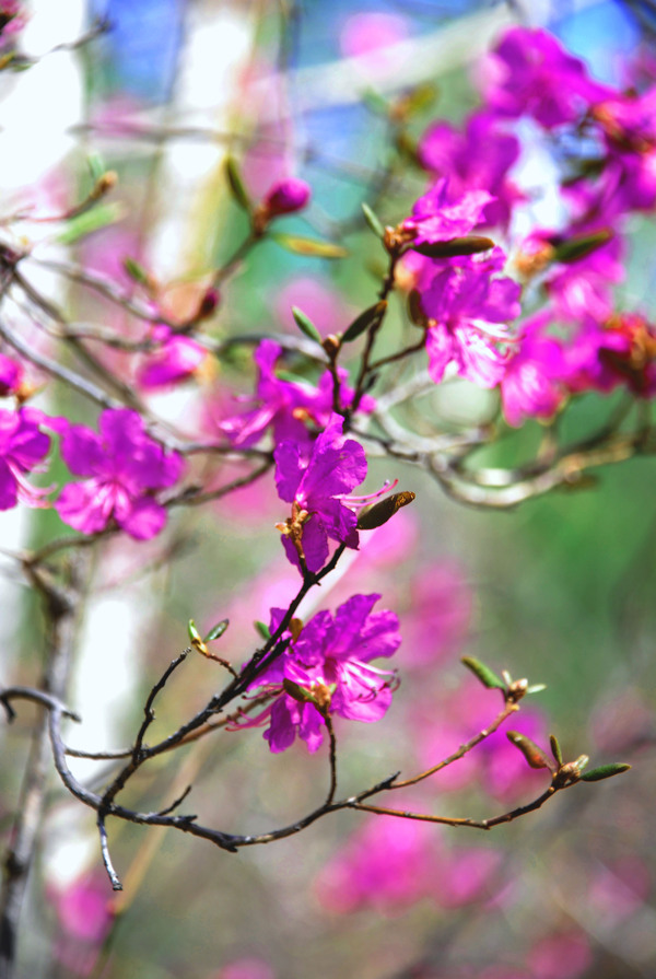 达达香花图片