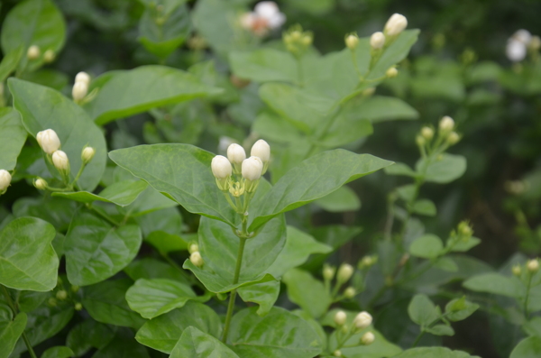 茉莉花图片