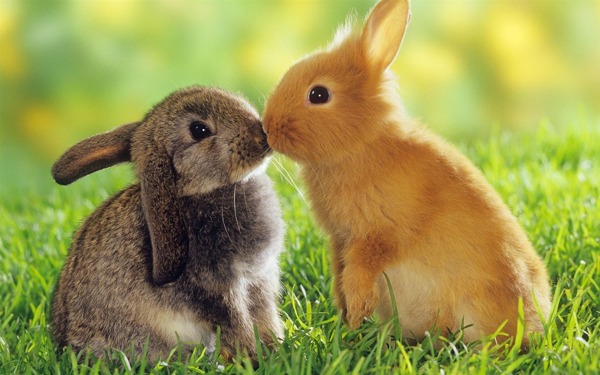 可爱两只兔子图片