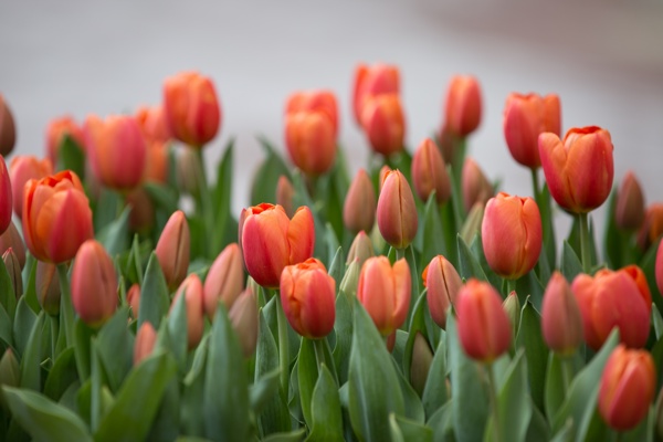 鲜艳郁金香郁金香花海图片