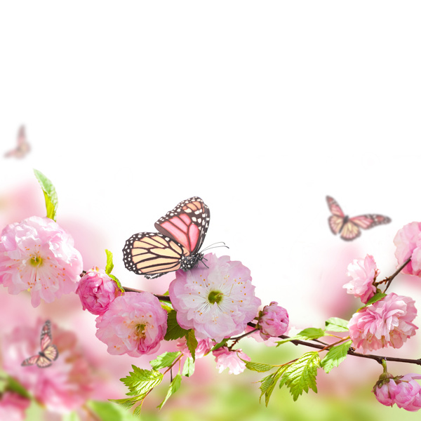 鲜花与蝴蝶背景图片