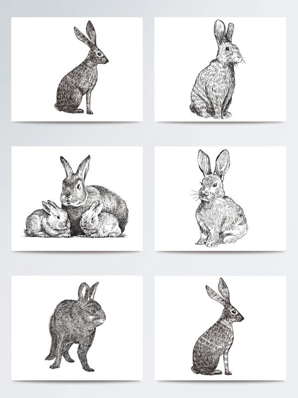 兔子手绘素描插画