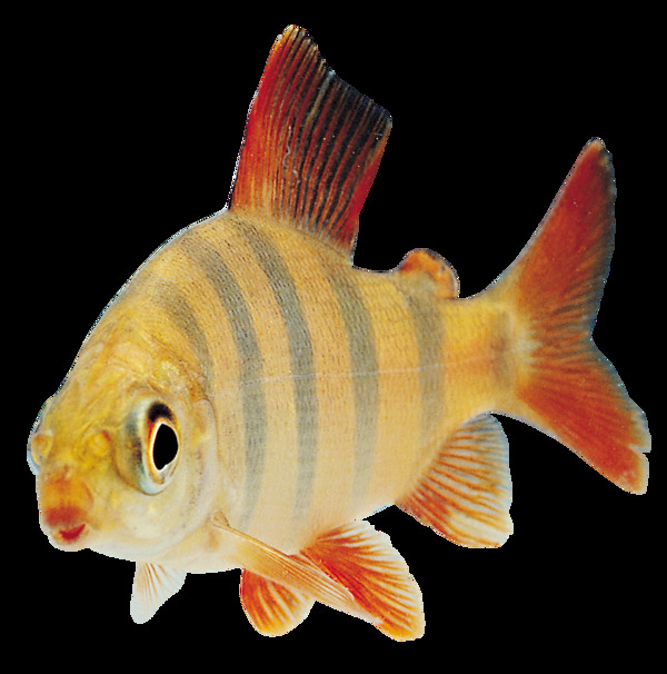 小型热带鱼免抠png透明图层素材