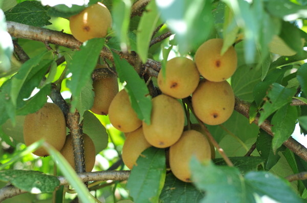 温州炉山猕猴桃树图片