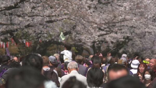 行走在樱花下的游客