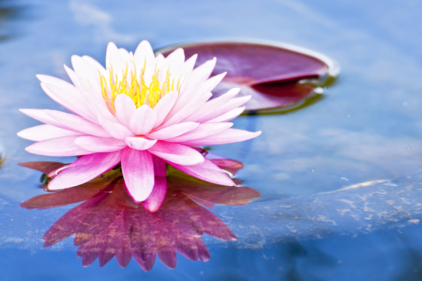 水上的粉色莲花图片