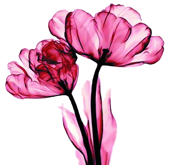 粉色透明花图片