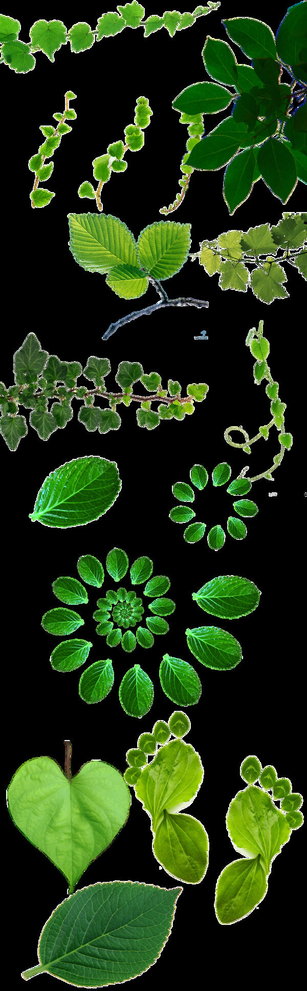 各式植物绿叶透明素材