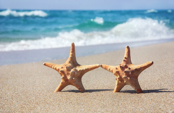 站在沙滩上的两个海星图片