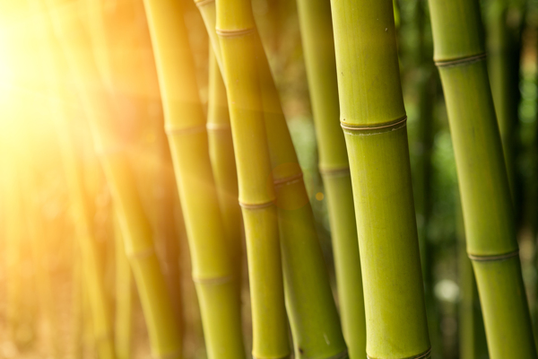 阳光与竹子图片