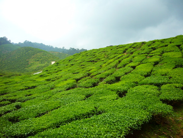 茶叶山图片