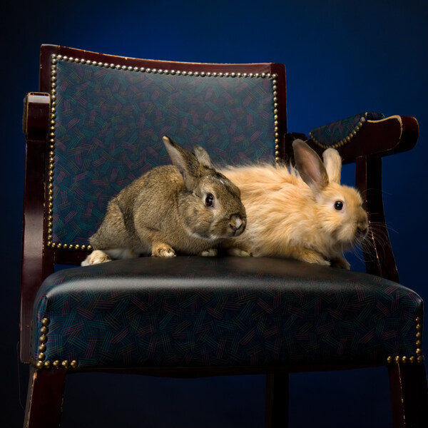 古典沙发上的可爱兔子图片