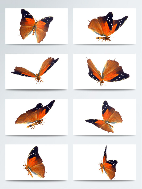 蝴蝶免抠装饰图案