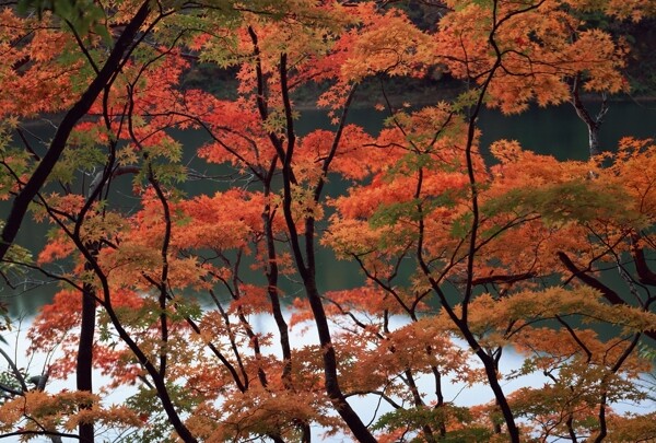 红枫叶