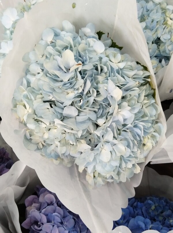 灰蓝色低调沉稳的绣球鲜切花