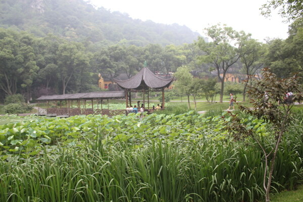 亭林公园自然风景画图片