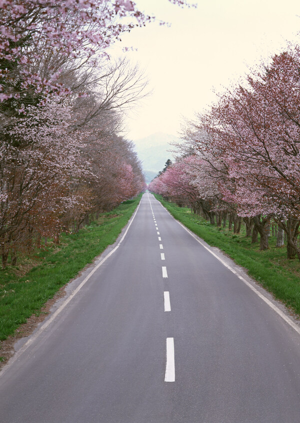 柏油路图片