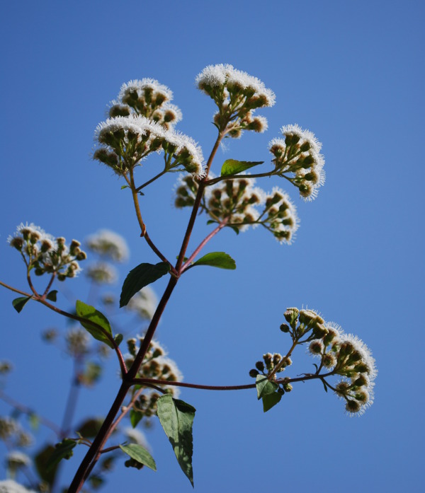 雏菊