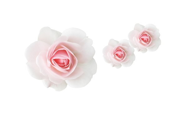 粉色唯美玫瑰花装饰素材
