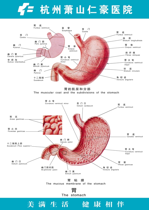 胃肠器官