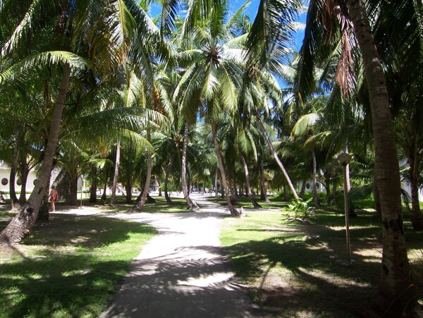 椰林小路图片