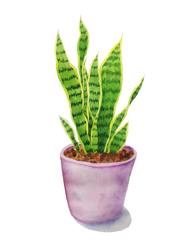 尤加利植物手绘插画