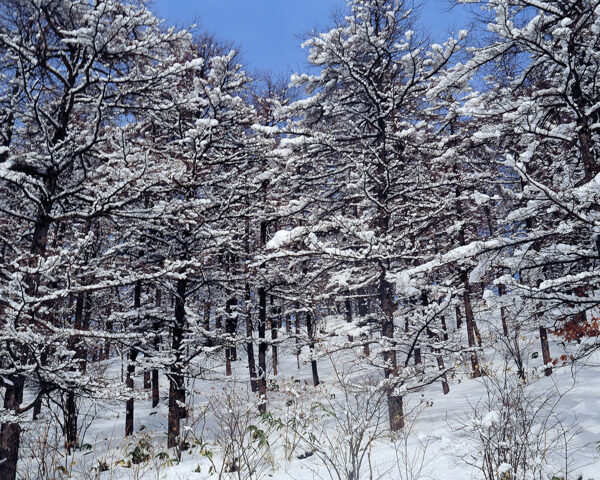 冬天雪景