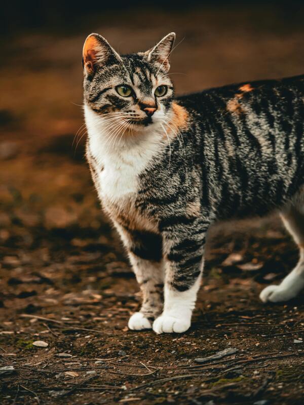 一只灰色斑猫正在看着远方休息