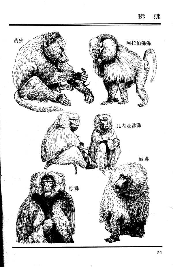 百兽图21狒狒图片