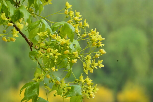 枫树花