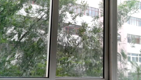 窗外风吹柳树视频素材