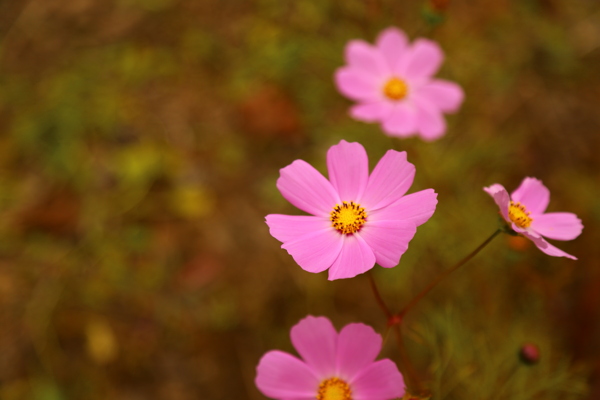 格桑花图片