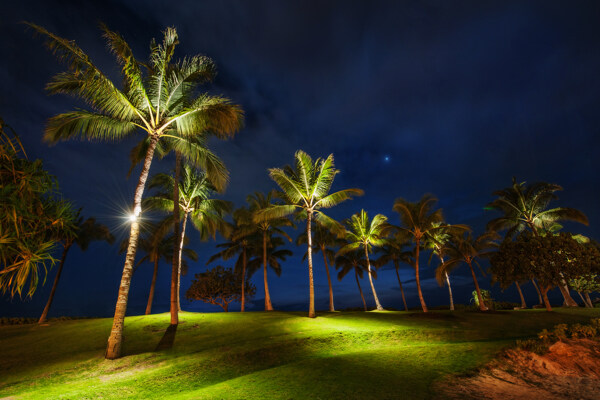 夏威夷棕榈树图片