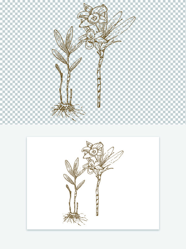 创意古代版画线稿中药材石斛