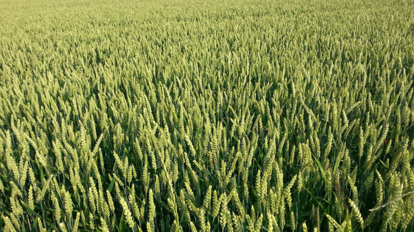 麦穗麦田绿色小麦