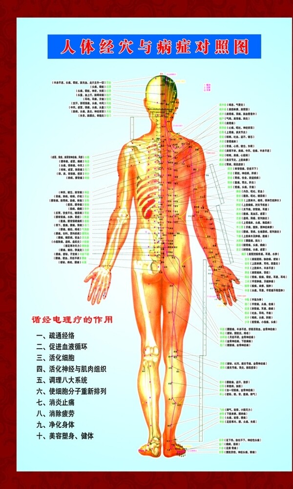 人体结构图
