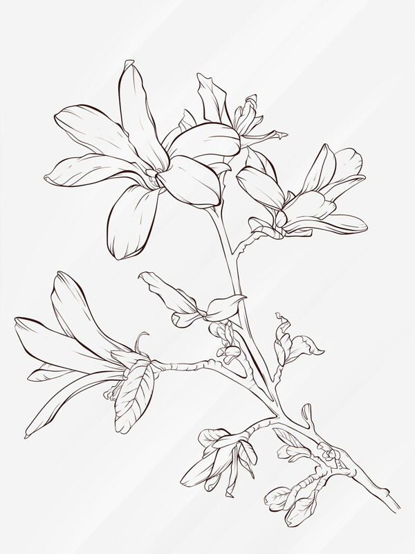 创意手绘黑白玉兰花线条设计