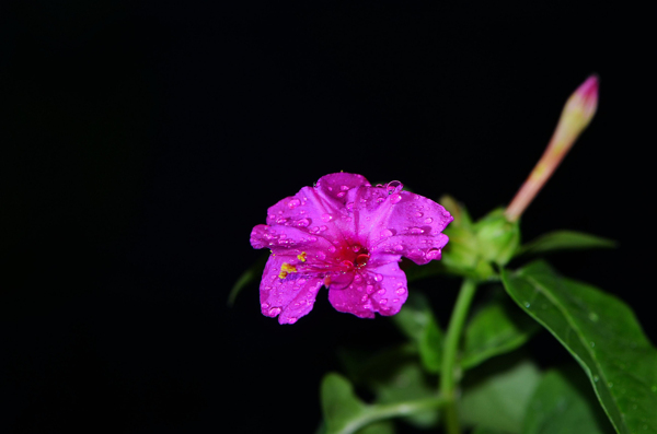 各种颜色的茉莉花