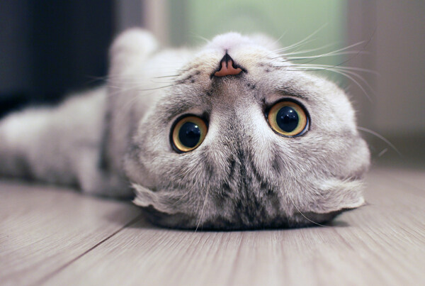 地板上小猫