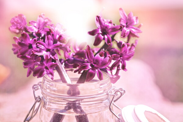 唯美紫色风信子图片