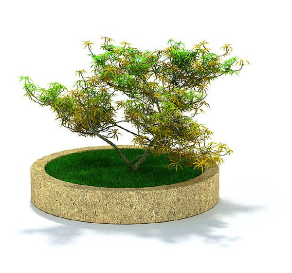 花园种植枫树3d模型