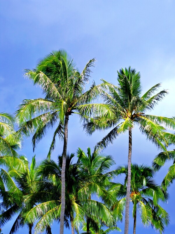 椰树摄影图片素材